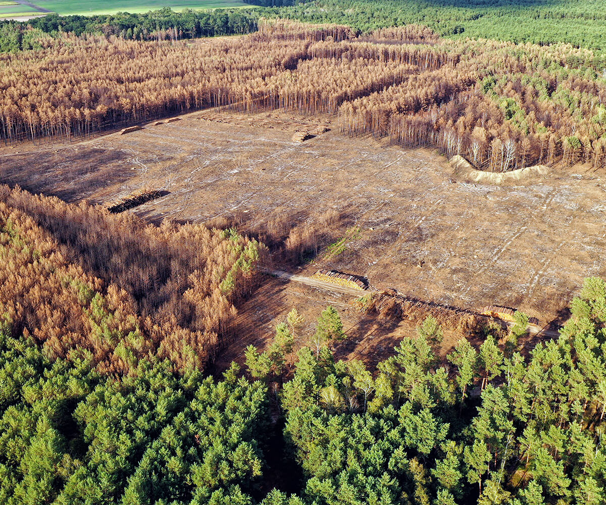 FAQ - Waldsterben - Was bedeutet der Wald für die Zukunft? FAQ - Waldsterben - Was bedeutet der Wald für die Zukunft?