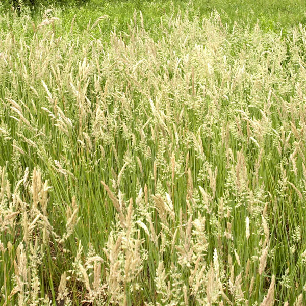 Oregon_Anwendungsbereich_Gras_und_Unkraut Anwendungsbereich: Gras & Unkraut