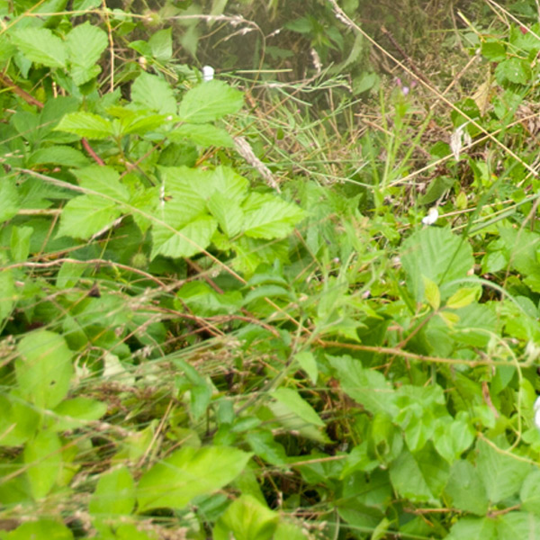Oregon_Anwendungsbereich_dichtes_Buschwerk_Gestr-pp Anwendungsbereich: dichte Vegetation, Buschwerk, Gestrüpp